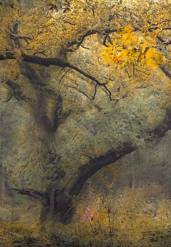 Wolfhezerheide part 137