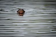 Otter Peru by Eerensfotografie Renate Eerens thumbnail