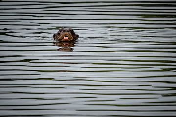 Otter Peru by Eerensfotografie Renate Eerens