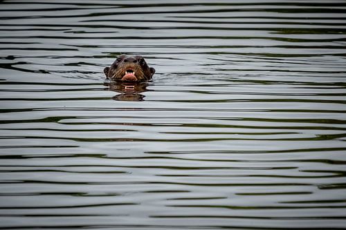 Otter Peru
