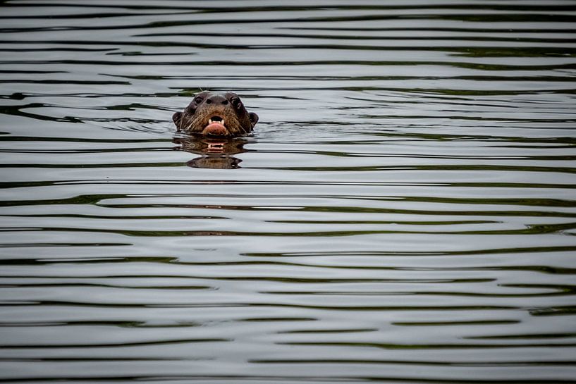 Otter Peru by Eerensfotografie Renate Eerens