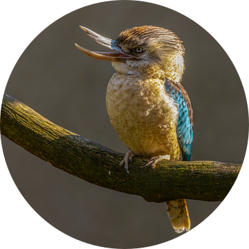 Kookaburra, of lachvogel (Dacelo novaeguineae) van Gert Hilbink