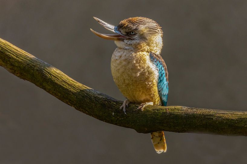 Kookaburra, or laughing bird (Dacelo novaeguineae) by Gert Hilbink