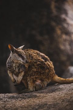 Rock Wallabies van Magnetic Island: Een Unieke Ontmoeting van Ken Tempelers