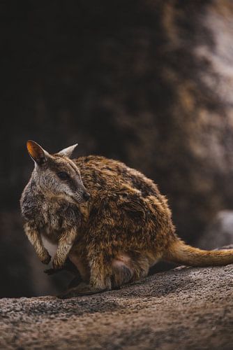 Rock Wallabies van Magnetic Island: Een Unieke Ontmoeting