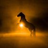 Paard Omtrek van Oerkracht in Tegenlicht van Femke Ketelaar
