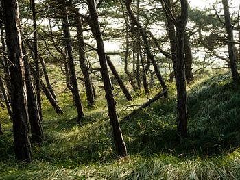Coniferous forest on Vlieland 2