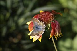 Tijgerblauwtje van Marcel Tiemens