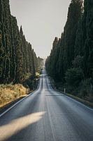Bolgheri 2020