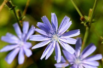 Zonnige blauwe bloem van Paul Emons