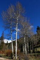 Aspen in spring - Aspen Trees Spring