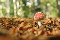 Vliegenzwam in het bos 2