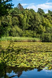 Étang avec nénuphars sur Thomas Riess