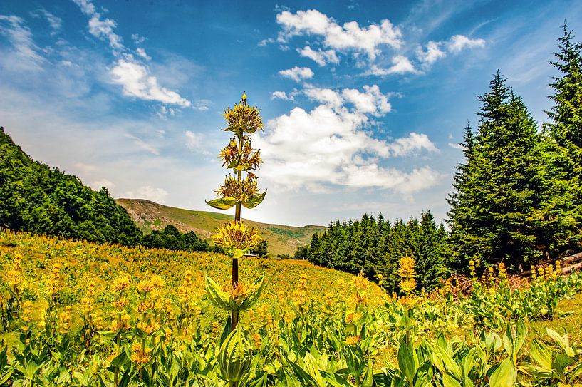 Yellow gentian in the Pyrenees by Hilke Maunder