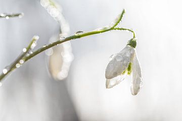 Sneeuwkloje met dauwdruppels / Snowdrop with drops of dew van Justin Sinner Pictures ( Fotograaf op Texel)