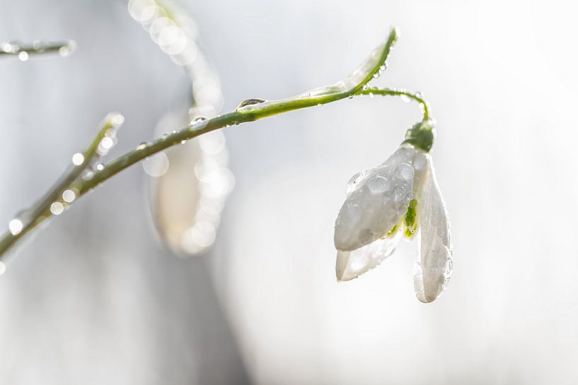 Schneeglöckchen mit Tautropfen / Snowdrop with drops of dew von Justin Sinner Pictures ( Fotograaf op Texel)