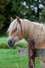 Mauvaise journée pour les cheveux sur Kees Goethart