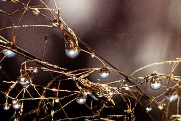 Waterdruppels de parels van de natuur van SO fotografie