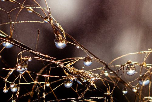 Waterdruppels de parels van de natuur