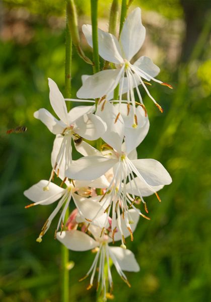 Winzige Biene fliegt zur Uhrkrautblüte von Iris Holzer Richardson