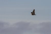 Velduil in vlucht