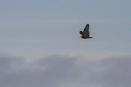 Velduil in vlucht von Peter Vlasveld
