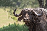 Buffel