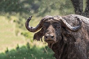 Buffel van Jessica Blokland van Diën