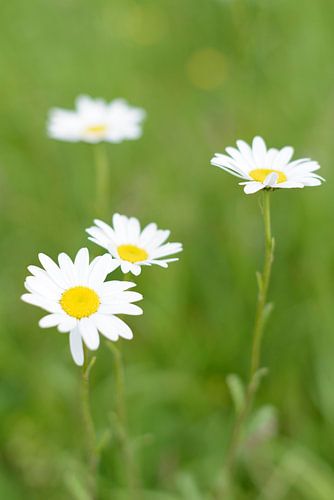 Marguerites des prés des prés (vulgare de Leucanthemum) 