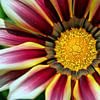 Vrolijke zonnebloem van Jesse de Boom