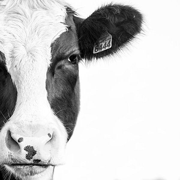 Portrait de vache en noir et blanc par Heleen van de Ven