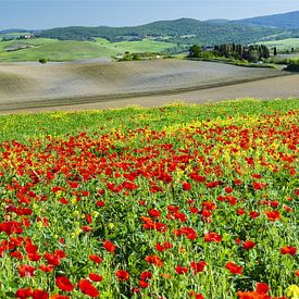 Landscape around San Quirico d'Orcia, Val d'Orcia, Tuscany by Walter G. Allgöwer