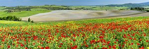 Landscape around San Quirico d'Orcia, Val d'Orcia, Tuscany
