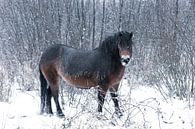 Een Exmoor pony in de sneeuw van Ronenvief thumbnail