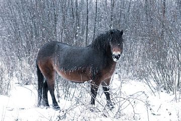 Ein Exmoor-Pony im Schnee von Ronenvief