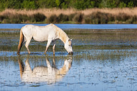 A Camargue horse in the water