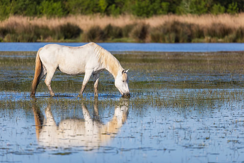 A Camargue horse in the water by Daniela Beyer