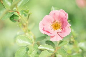 Printemps