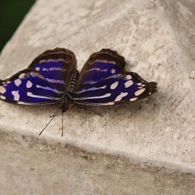 Papillon de nuit tacheté sur Matthias Brix