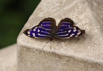 Gevlekte parelmoervlinder van Matthias Brix
