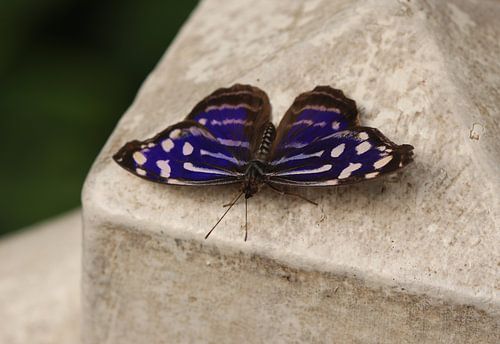 Gevlekte parelmoervlinder