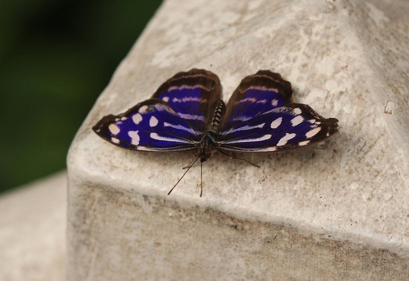 Fleck-Schillerfalter von Matthias Brix