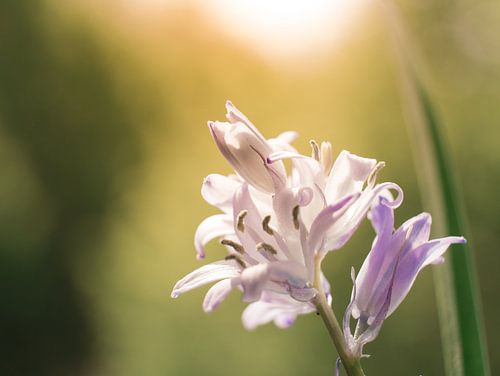 Bloem Roze Wit Close-up Macro