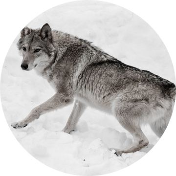 Krachtige en wendbare volgroeide wolf van Michael Semenov