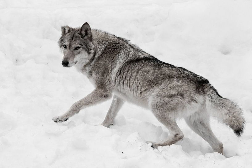 Loup adulte puissant et agile par Michael Semenov