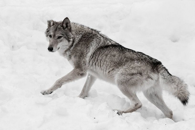Powerful and agile full-grown wolf von Michael Semenov