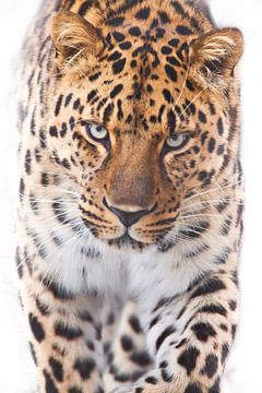Mächtiger Leopard geht direkt auf Sie zu schauen vertikale Komposition, weißer Hintergrund