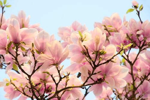 Magnolia fleur