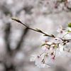 Sakura-Blüten in einem Park in Japan von Anges van der Logt