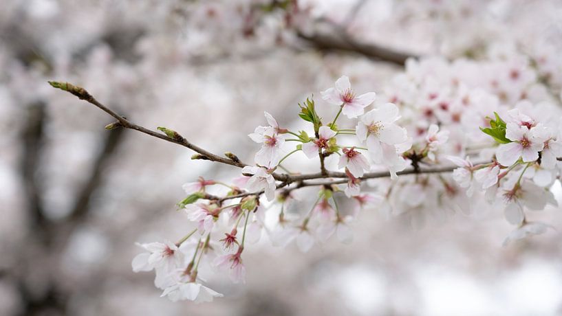 Sakura-Blüten in einem Park in Japan von Anges van der Logt